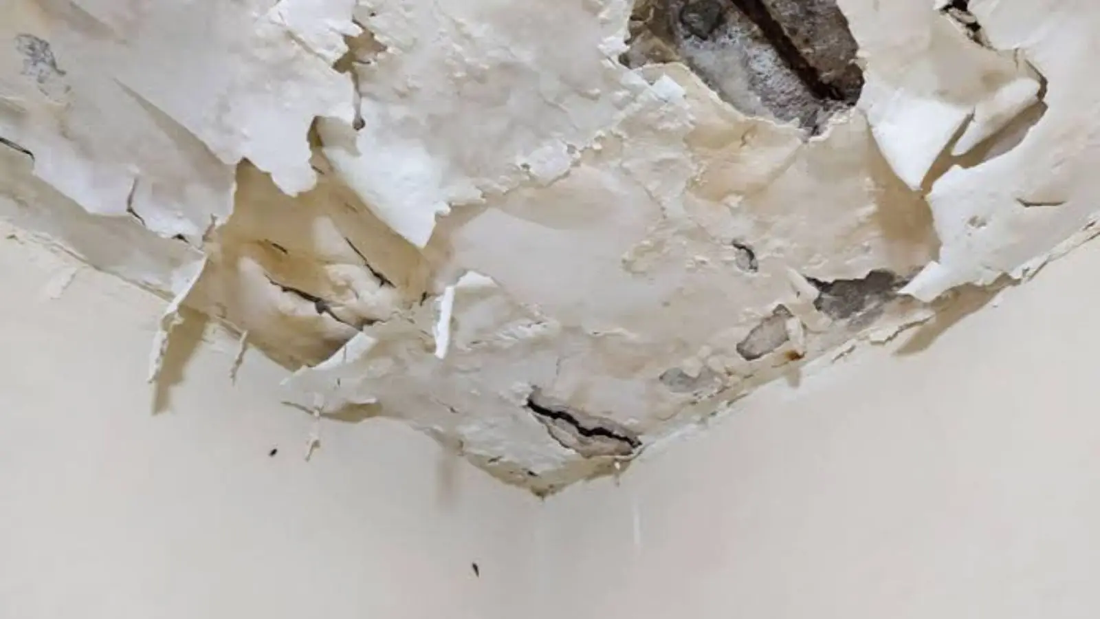 Ceiling corner with large sheets of peeling, water-damaged paint