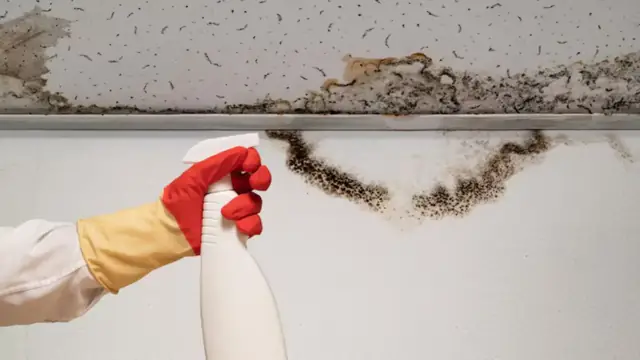 Dark mold along the edge of a ceiling above a gloved hand holding a spray bottle