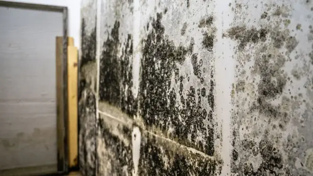 Dark mold growth across a wall beside a wooden stud