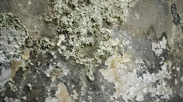 Close view of grey, black and cream mold patches on a wall surface