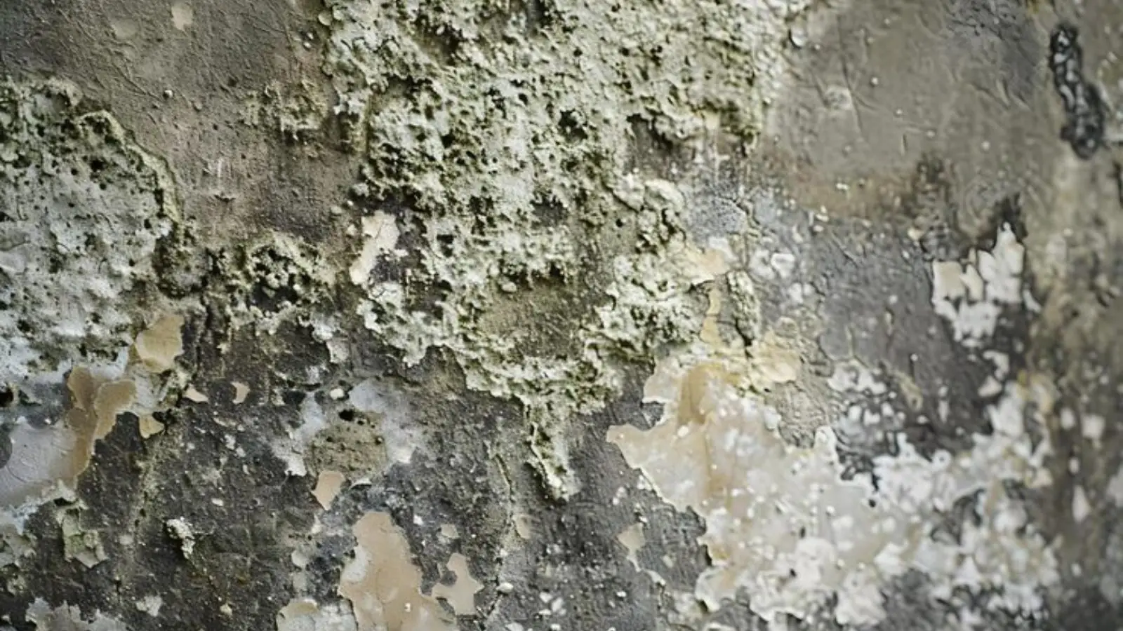 Close view of grey, black and cream mold patches on a wall surface